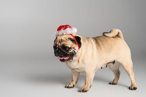 purebred pug dog in santa hat sticking out tongue standing on grey background