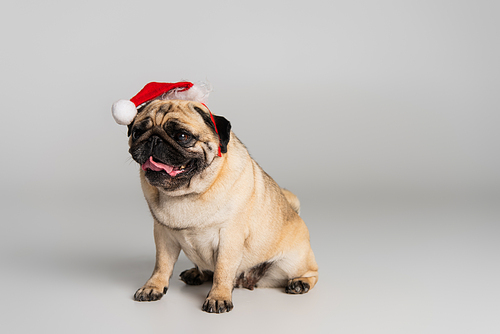 purebred pug dog in santa hat sticking out tongue and sitting on grey background