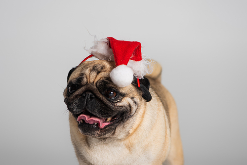 purebred pug dog in santa hat sticking out tongue isolated on grey