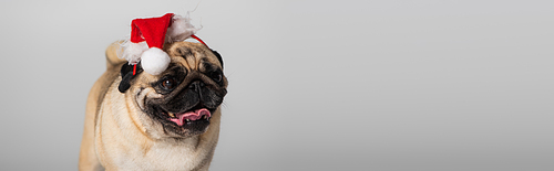 purebred pug dog in santa hat sticking out tongue isolated on grey, banner