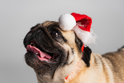 purebred pug dog in santa hat looking up isolated on grey