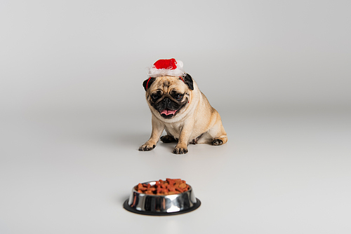 purebred pug dog in santa hat sitting near bowl with pet food on grey background