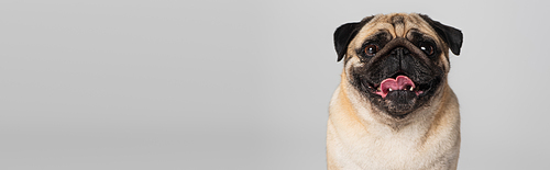 purebred pug dog looking at camera and sticking out tongue isolated on grey, banner