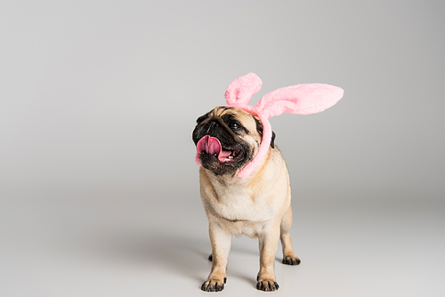 purebred pug dog in pink headband with bunny ears standing on grey background
