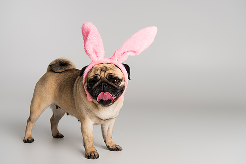 cute pug dog in pink headband with bunny ears standing on grey background