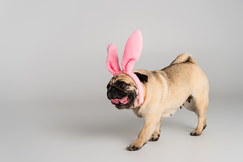 cute pug dog in pink headband with bunny ears walking on grey background