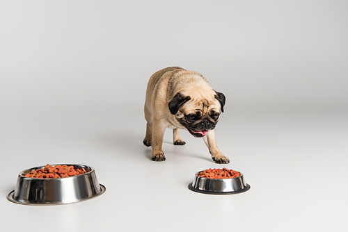 purebred pug dog sticking out tongue while choosing dry pet food in stainless bowls on grey