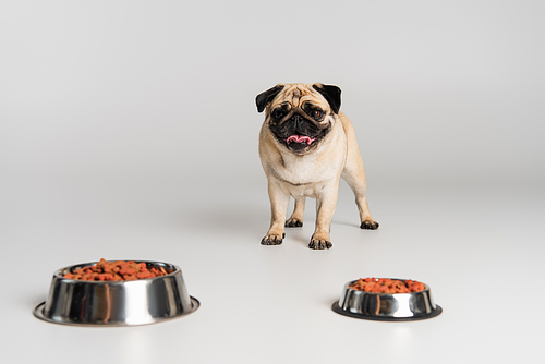 purebred pug dog choosing dry pet food in stainless bowls on grey