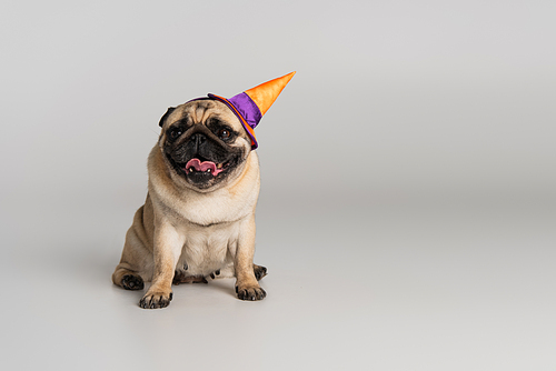 purebred pug dog in halloween pointed hat sitting on grey background