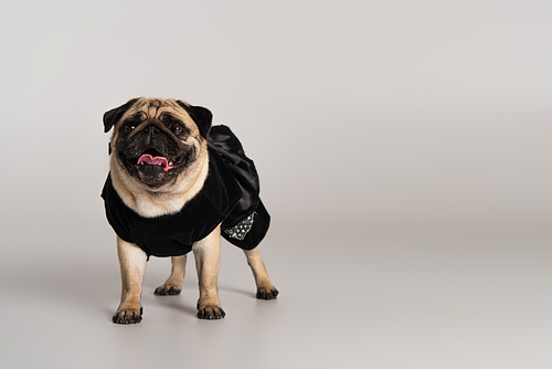 purebred pug dog in black pet clothes standing on grey background