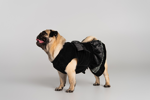 side view of purebred pug dog in black pet clothes standing on grey background