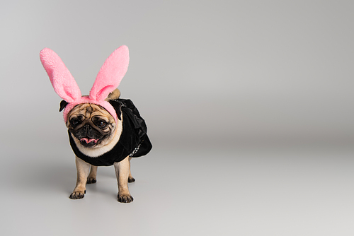 cute pug dog in headband with pink bunny ears and pet clothes standing on grey background