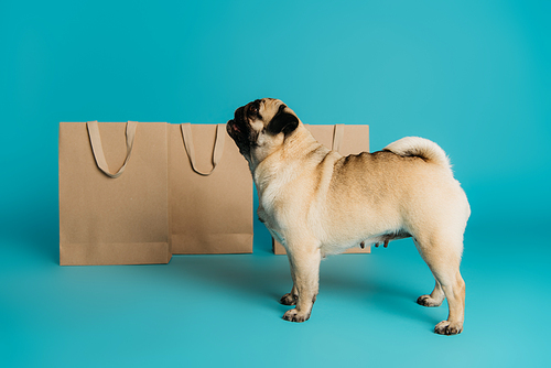 side view of purebred pug dog standing near shopping bags on blue background