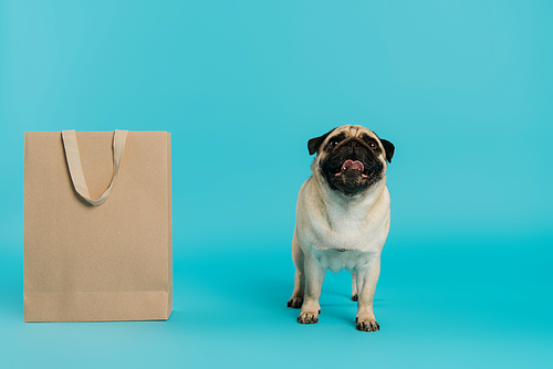 purebred pug dog standing near shopping bag on blue background