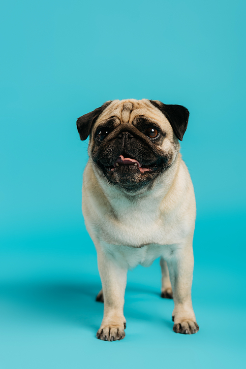 cute and purebred pug dog standing on blue background