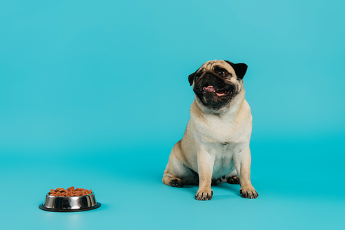purebred pug dog sitting near stainless bowl with pet food on blue background