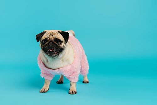purebred pug dog in pink and fluffy pet clothes standing on blue