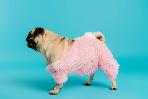 side view of purebred pug dog in pink and fluffy pet clothes walking on blue