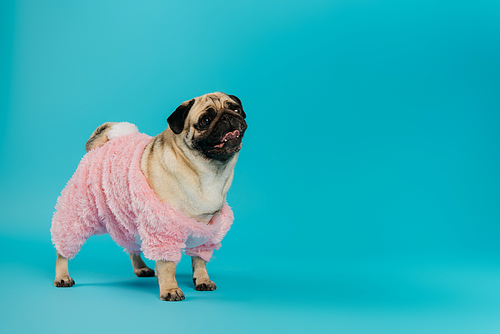 purebred pug dog in pink and fluffy pet clothes standing and sticking out tongue on blue