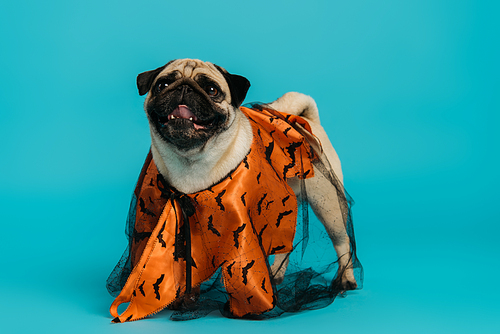 purebred pug dog in halloween cloak standing on blue background