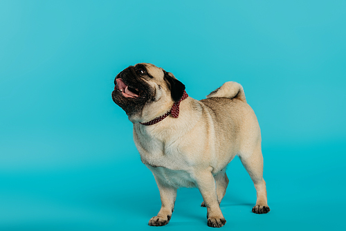 stylish pug dog in bow tie standing on blue background