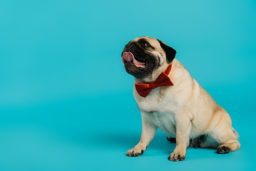 stylish pug dog in bow tie sitting and looking up on blue background