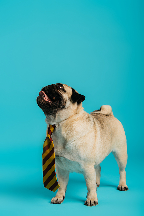 stylish pug dog in striped tie sticking out tongue and standing on blue