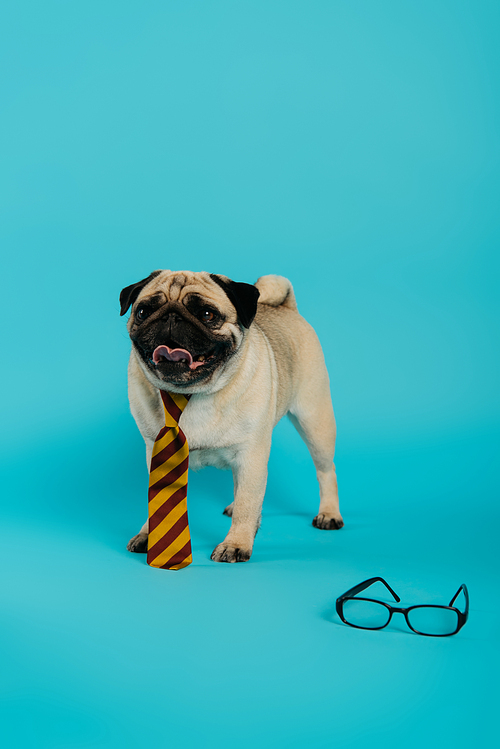 stylish pug dog in striped tie sticking out tongue and standing near eyeglasses on blue