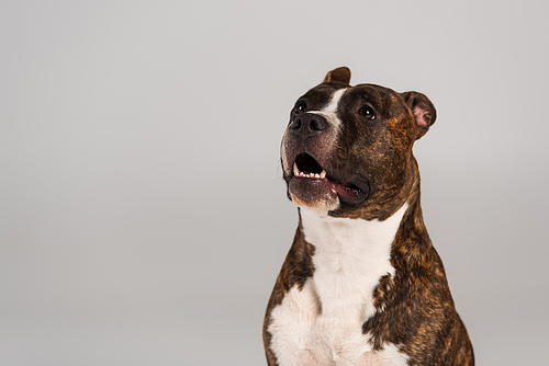 purebred staffordshire bull terrier looking away isolated on grey