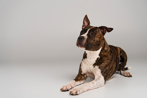 purebred staffordshire bull terrier lying and looking away on grey