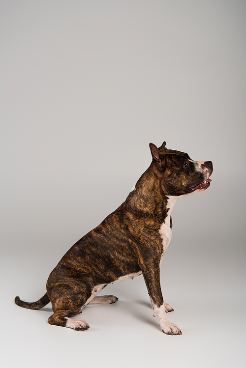 side view of purebred staffordshire bull terrier sitting on grey