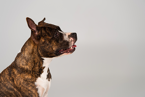 side view of purebred staffordshire bull terrier isolated on grey