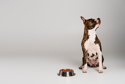 purebred staffordshire bull terrier sitting near bowl with pet food on grey
