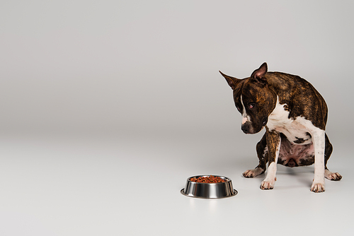 purebred staffordshire bull terrier sitting and looking at bowl with pet food on grey