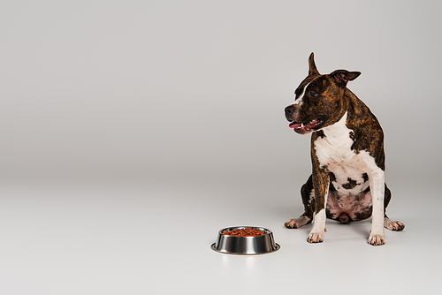 staffordshire bull terrier sitting near bowl with pet food on grey