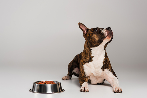 purebred staffordshire bull terrier lying near bowl with pet food on grey