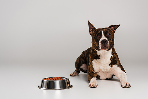 purebred staffordshire bull terrier lying near stainless bowl with pet food on grey