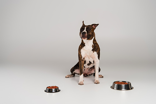 purebred staffordshire bull terrier sitting near bowls with pet food on grey