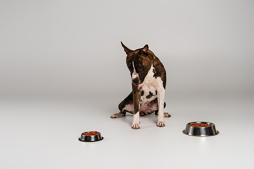 purebred staffordshire bull terrier sitting near stainless bowls with pet food on grey