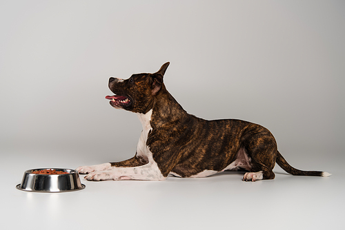 side view of purebred staffordshire bull terrier lying near bowl with dry pet food on grey