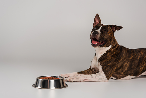 staffordshire bull terrier lying near bowl with dry pet food on grey background