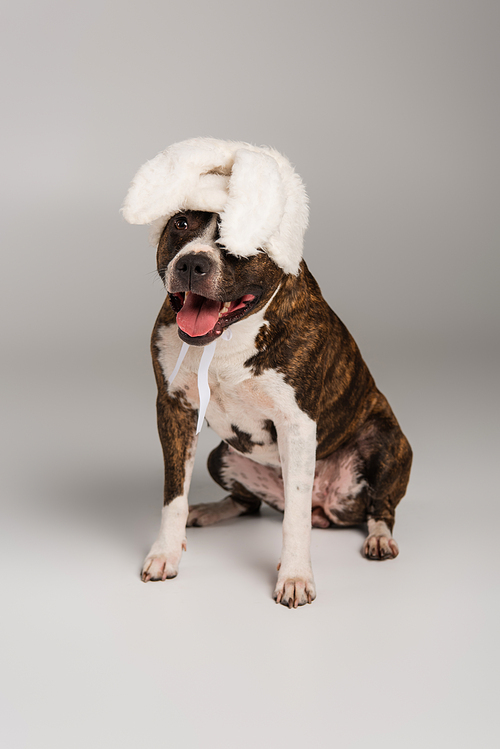 purebred staffordshire bull terrier in white headband with bunny ears sitting on grey
