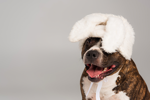 purebred staffordshire bull terrier in white headband with bunny ears isolated on grey
