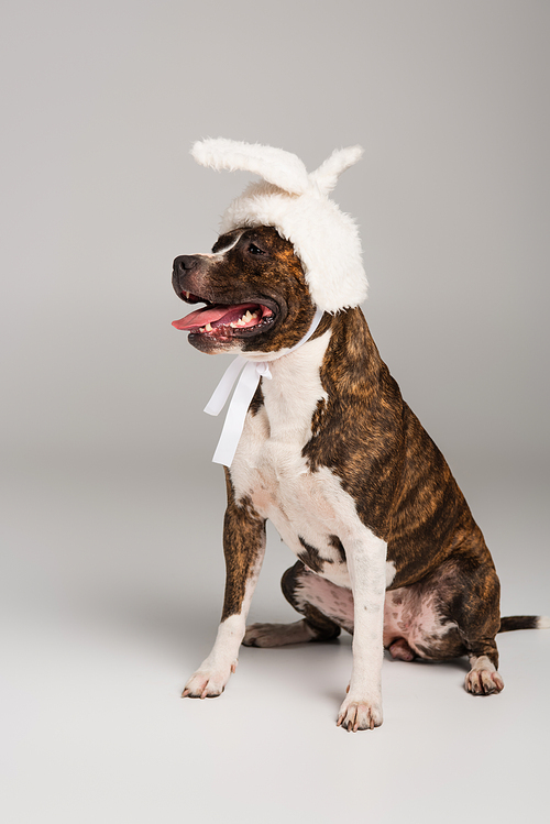purebred staffordshire bull terrier in white headband with bunny ears sitting on grey