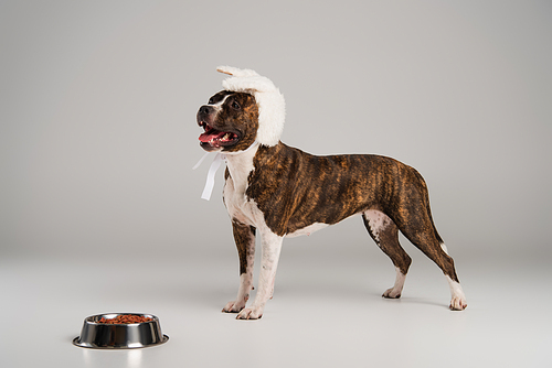 purebred staffordshire bull terrier in white headband with bunny ears standing near bowl with pet food on grey