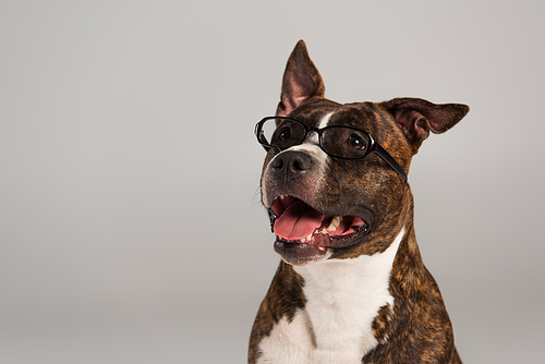 purebred staffordshire bull terrier in eyeglasses isolated on grey