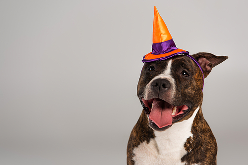 purebred staffordshire bull terrier in halloween pointed hat isolated on grey