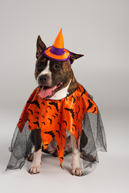 purebred staffordshire bull terrier in halloween cloak and pointed hat on grey