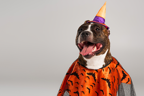 purebred staffordshire bull terrier in halloween cloak and pointed hat isolated on grey