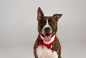 purebred staffordshire bull terrier in red bow tie isolated on grey